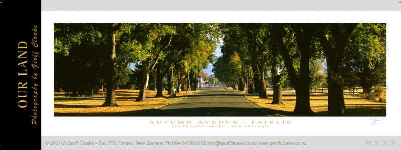 9533-37 - Autumn Avenue - Fairlie Sample Pano