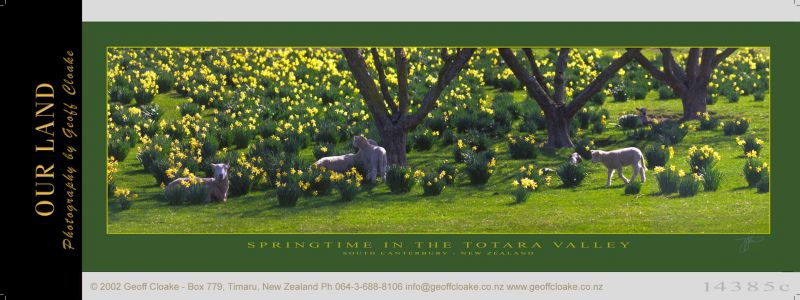 14385 - Springtime - Totara Valley - Sample Pano