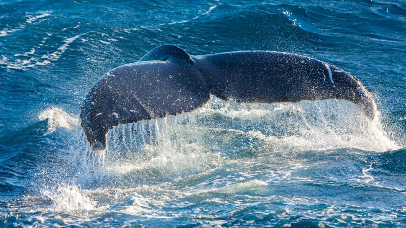 Humpback Whale W4690