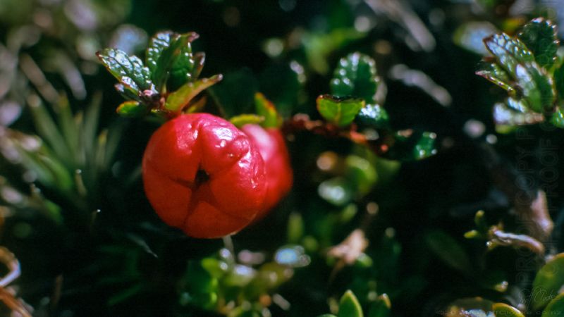 Red Snowberry AV97-231