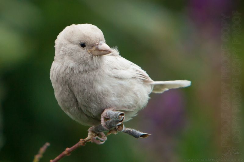 White Sparrow O7925