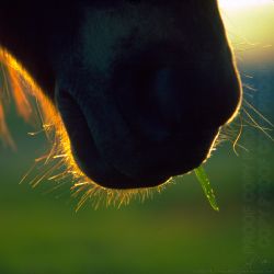 Grass Horse Mouth