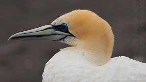 Gannet_v0284_20140209_1114585790