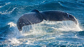 Humpback_whale_w4690_20140209_1205898164