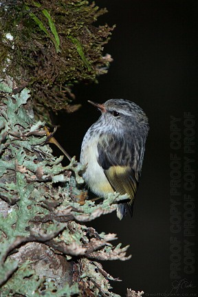 Juvenile_south_island_rifleman_o4077_20140218_1997681934