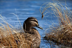 Mallard_duck_w7347_20140209_2079961604