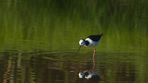 Pied_stilt_x2161_20140209_1059138093