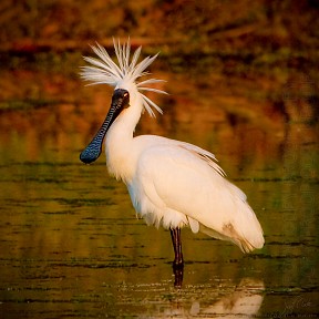 Royal_spponbill_l2091_20140209_1351507525