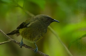 Saddleback_q9656_20140209_1058219065