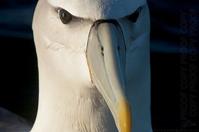 Shy_mollymawk_i3599_20140209_1566827638