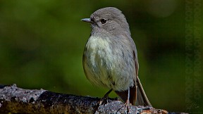 South_island_robin_o3944_20140209_1616396455
