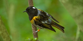 Stitchbird_q9805_20140209_1910063510