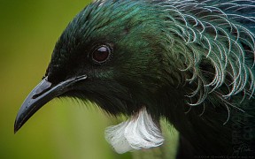 Tui_q9000_20140209_2082653306