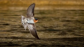 Welcome_swallow_p9338_20140218_1869776180