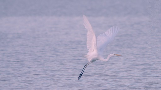 White_heron_x6412